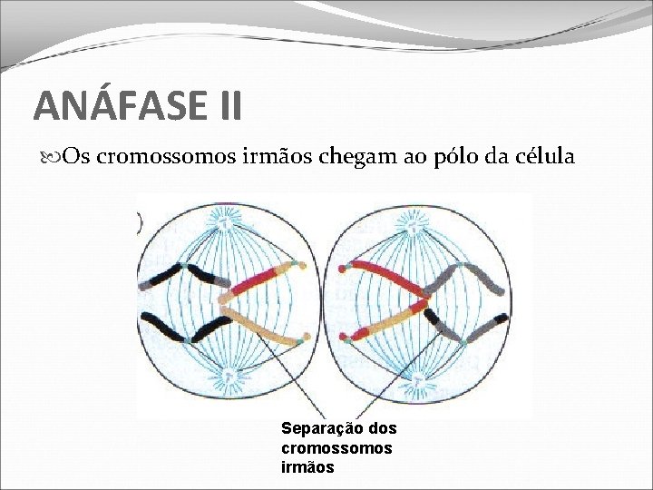 ANÁFASE II Os cromossomos irmãos chegam ao pólo da célula Separação dos cromossomos irmãos