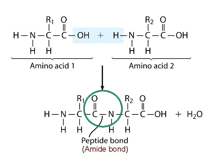 (Amide bond) (Amide bond)