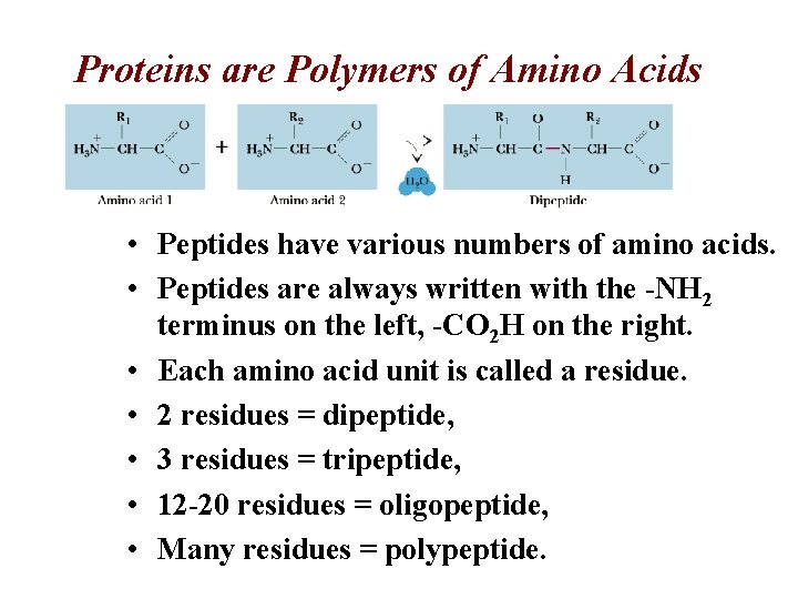 Proteins are Polymers of Amino Acids • Peptides have various numbers of amino acids. Proteins are Polymers of Amino Acids • Peptides have various numbers of amino acids.