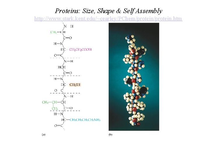 Proteins: Size, Shape & Self Assembly http: //www. stark. kent. edu/~cearley/PChem/protein. htm Proteins: Size, Shape & Self Assembly http: //www. stark. kent. edu/~cearley/PChem/protein. htm