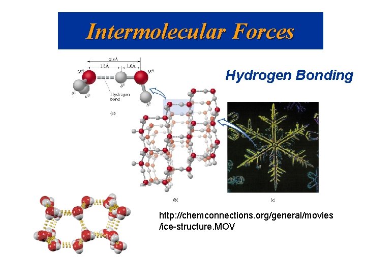 Intermolecular Forces Hydrogen Bonding http: //chemconnections. org/general/movies /ice-structure. MOV Intermolecular Forces Hydrogen Bonding http: //chemconnections. org/general/movies /ice-structure. MOV