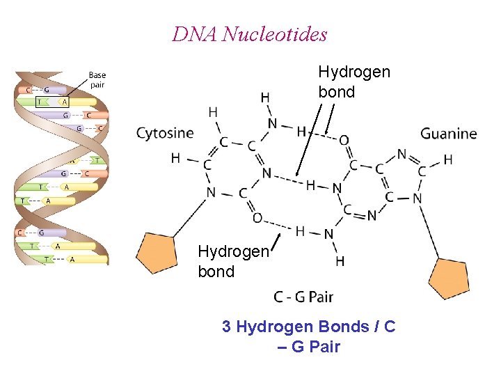 DNA Nucleotides Hydrogen bond 3 Hydrogen Bonds / C – G Pair DNA Nucleotides Hydrogen bond 3 Hydrogen Bonds / C – G Pair
