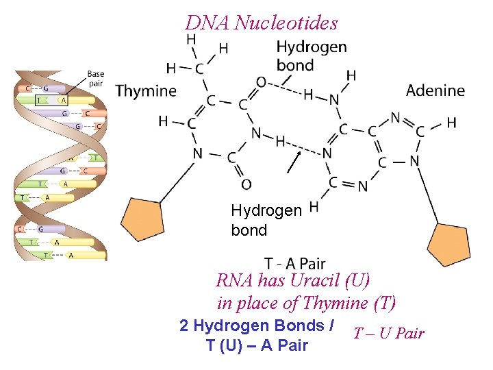 DNA Nucleotides Hydrogen bond RNA has Uracil (U) in place of Thymine (T) 2 DNA Nucleotides Hydrogen bond RNA has Uracil (U) in place of Thymine (T) 2