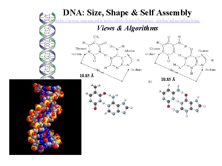 DNA: Size, Shape & Self Assembly http: //www. umass. edu/microbio/chime/beta/pe_alpha/atlas. htm Views & Algorithms DNA: Size, Shape & Self Assembly http: //www. umass. edu/microbio/chime/beta/pe_alpha/atlas. htm Views & Algorithms