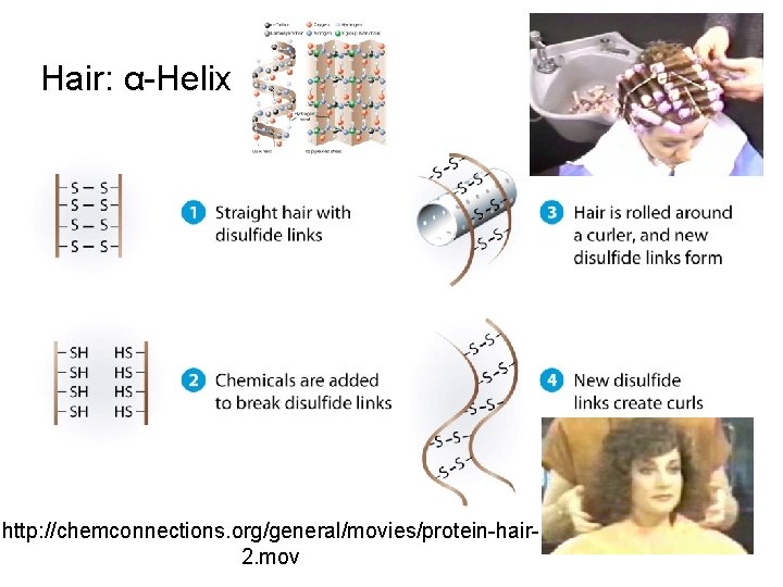 Hair: α-Helix http: //chemconnections. org/general/movies/protein-hair 2. mov Hair: α-Helix http: //chemconnections. org/general/movies/protein-hair 2. mov