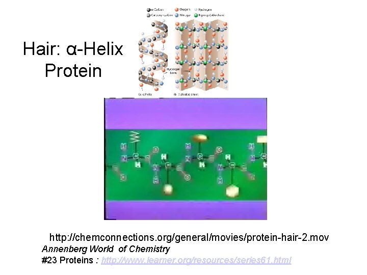 Hair: α-Helix Protein http: //chemconnections. org/general/movies/protein-hair-2. mov Annenberg World of Chemistry #23 Proteins : Hair: α-Helix Protein http: //chemconnections. org/general/movies/protein-hair-2. mov Annenberg World of Chemistry #23 Proteins :