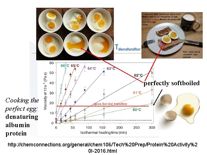 perfectly softboiled Cooking the perfect egg: denaturing albumin protein http: //chemconnections. org/general/chem 106/Tech%20 Prep/Protein%20 perfectly softboiled Cooking the perfect egg: denaturing albumin protein http: //chemconnections. org/general/chem 106/Tech%20 Prep/Protein%20