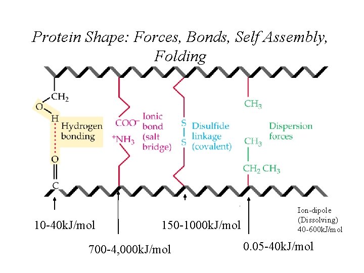 Protein Shape: Forces, Bonds, Self Assembly, Folding 10 -40 k. J/mol 150 -1000 k. Protein Shape: Forces, Bonds, Self Assembly, Folding 10 -40 k. J/mol 150 -1000 k.