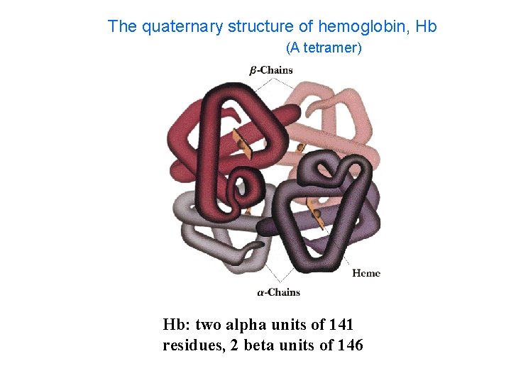 The quaternary structure of hemoglobin, Hb (A tetramer) Hb: two alpha units of 141 The quaternary structure of hemoglobin, Hb (A tetramer) Hb: two alpha units of 141