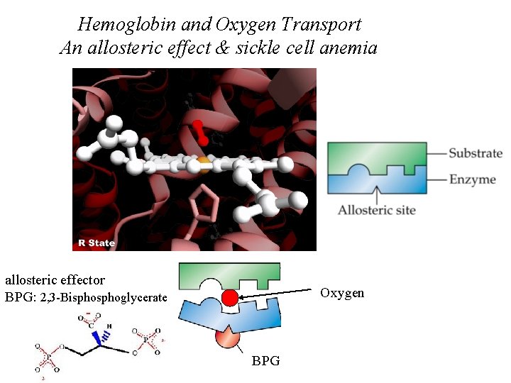 Hemoglobin and Oxygen Transport An allosteric effect & sickle cell anemia allosteric effector BPG: Hemoglobin and Oxygen Transport An allosteric effect & sickle cell anemia allosteric effector BPG: