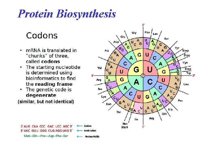 Protein Biosynthesis (similar, but not identical) Protein Biosynthesis (similar, but not identical)