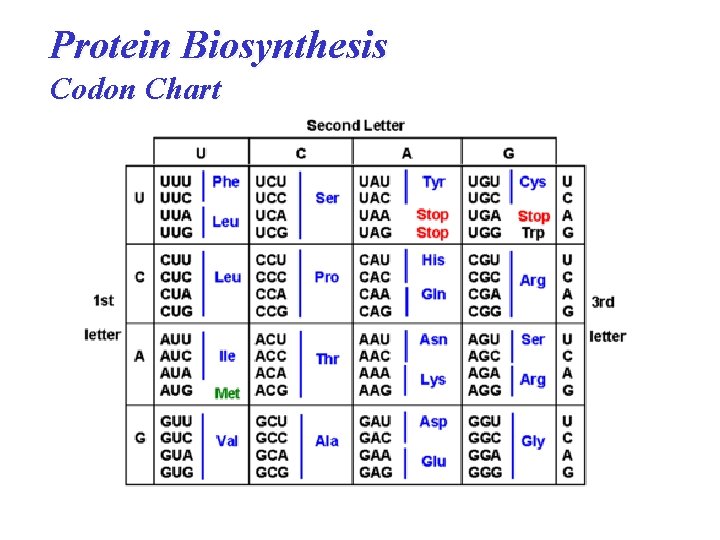 Protein Biosynthesis Codon Chart Protein Biosynthesis Codon Chart