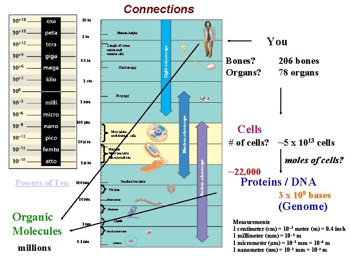 Connections 10 m Length of some nerve and muscle cells 0. 1 m Chicken Connections 10 m Length of some nerve and muscle cells 0. 1 m Chicken
