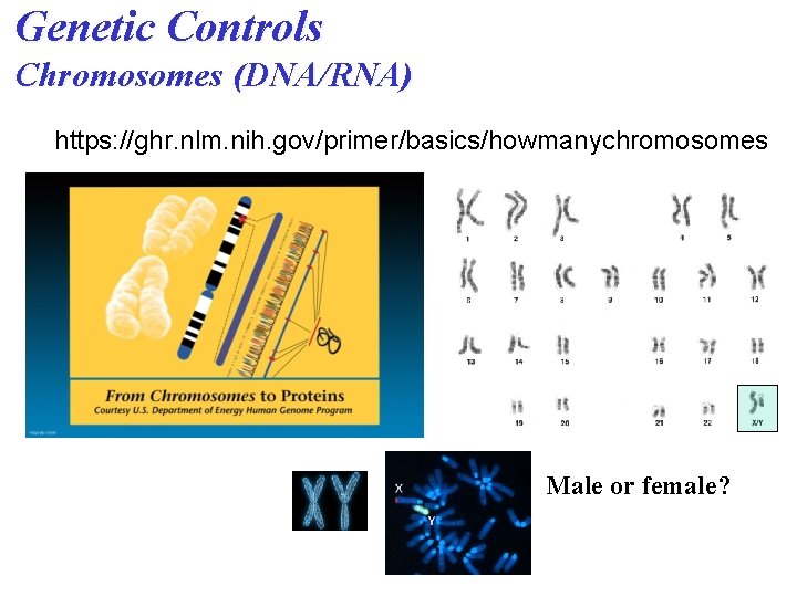 Genetic Controls Chromosomes (DNA/RNA) https: //ghr. nlm. nih. gov/primer/basics/howmanychromosomes Male or female? Genetic Controls Chromosomes (DNA/RNA) https: //ghr. nlm. nih. gov/primer/basics/howmanychromosomes Male or female?