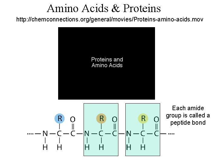 Amino Acids & Proteins http: //chemconnections. org/general/movies/Proteins-amino-acids. mov Each amide group is called a Amino Acids & Proteins http: //chemconnections. org/general/movies/Proteins-amino-acids. mov Each amide group is called a
