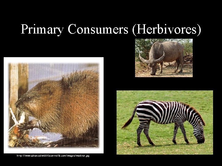 Primary Consumers (Herbivores) Muskrat (eats mostly Cattails) http: //wdfw. wa. gov/wlm/living/graphics/muskrat 1. jpg http: