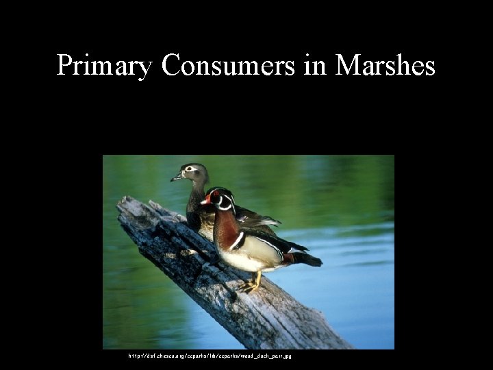 Primary Consumers in Marshes • Wood Duck eats seeds like those of the Swamp