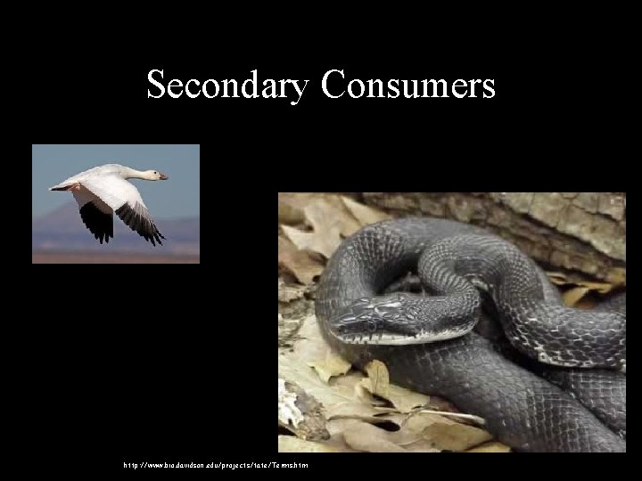 Secondary Consumers • Black Rat Snake eats eggs of animals like wood duck http: