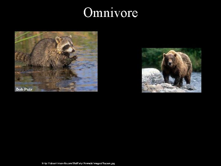Omnivore • Racoon eats seeds, fruits, insects, worms, fish, and frogs… and pretty much