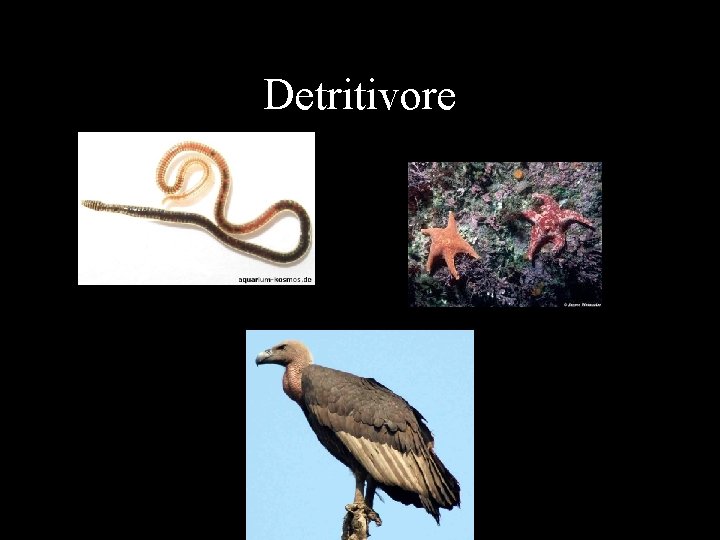 Detritivore • Worms are common detritivores in many ecosystems including marshes 