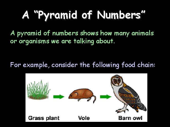 A “Pyramid of Numbers” A pyramid of numbers shows how many animals or organisms