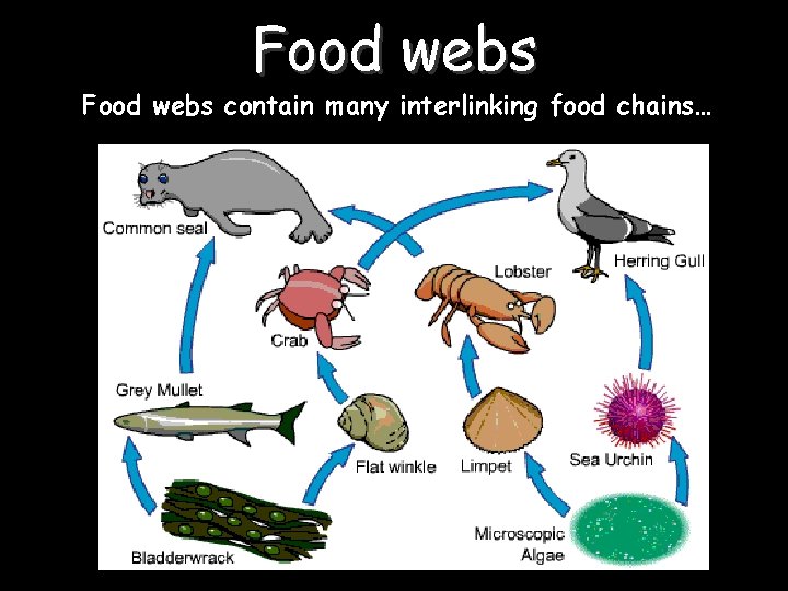 Food webs contain many interlinking food chains… 