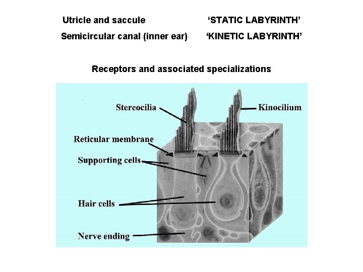 Utricle and saccule ‘STATIC LABYRINTH’ Semicircular canal (inner ear) ‘KINETIC LABYRINTH’ Receptors and associated