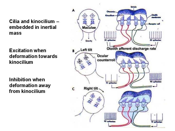 Cilia and kinocilium – embedded in inertial mass Excitation when deformation towards kinocilium Inhibition