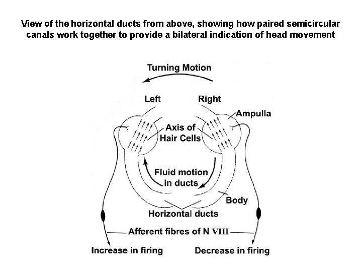 View of the horizontal ducts from above, showing how paired semicircular canals work together