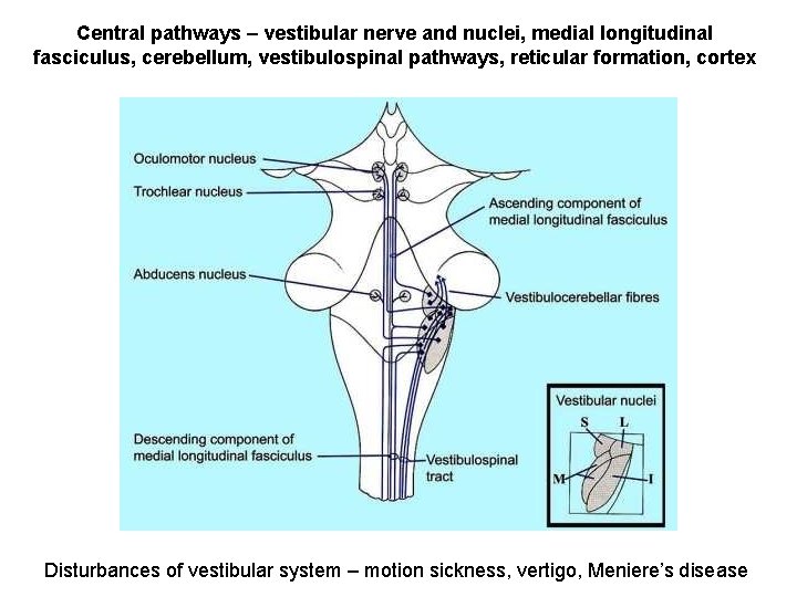 Central pathways – vestibular nerve and nuclei, medial longitudinal fasciculus, cerebellum, vestibulospinal pathways, reticular