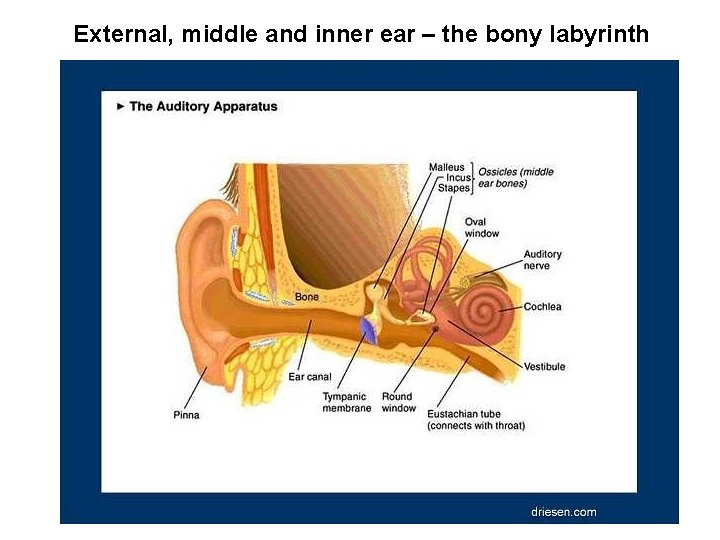 External, middle and inner ear – the bony labyrinth 