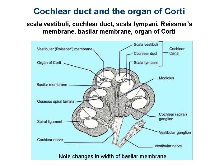 Cochlear duct and the organ of Corti scala vestibuli, cochlear duct, scala tympani, Reissner’s