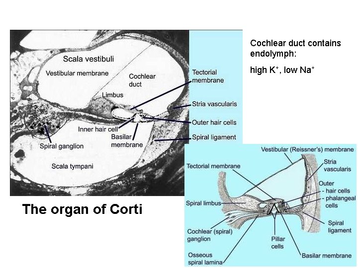 Cochlear duct contains endolymph: high K+, low Na+ The organ of Corti 