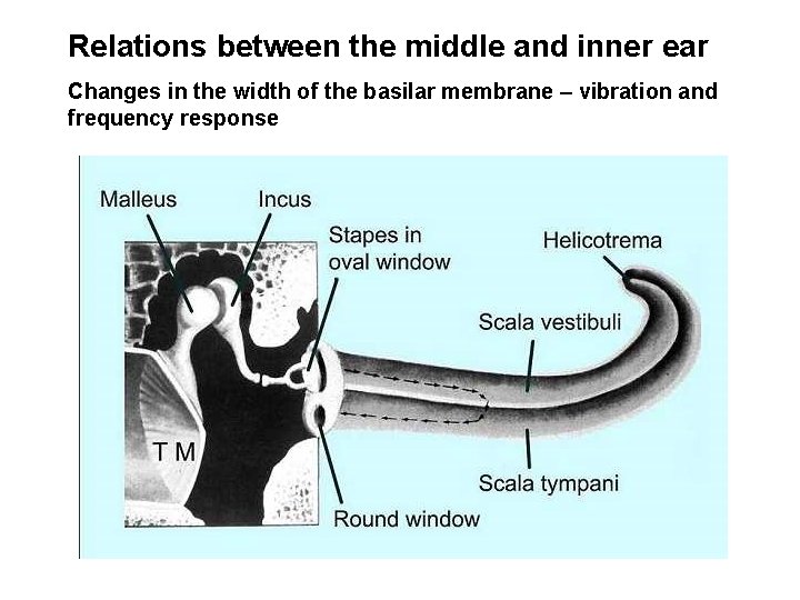 Relations between the middle and inner ear Changes in the width of the basilar