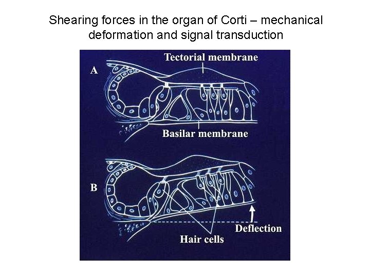 Shearing forces in the organ of Corti – mechanical deformation and signal transduction 