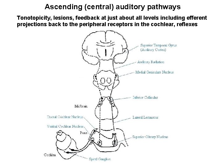 Ascending (central) auditory pathways Tonotopicity, lesions, feedback at just about all levels including efferent