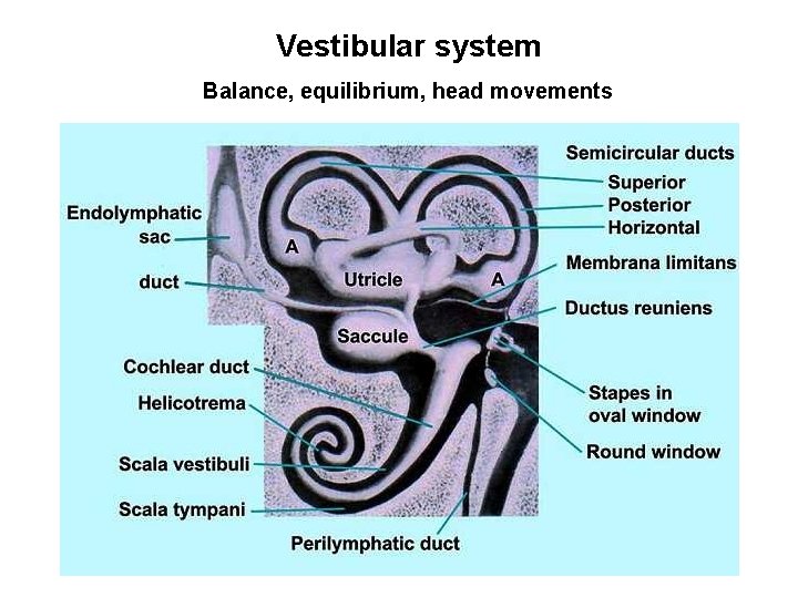 Vestibular system Balance, equilibrium, head movements 