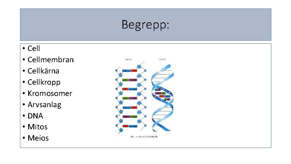 Begrepp: • Cellmembran • Cellkärna • Cellkropp • Kromosomer • Arvsanlag • DNA •