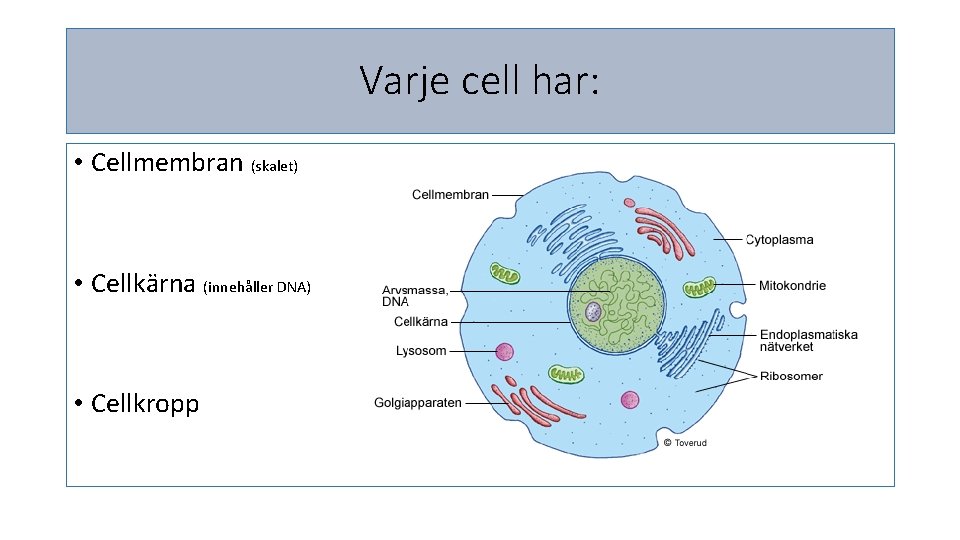 Varje cell har: • Cellmembran (skalet) • Cellkärna (innehåller DNA) • Cellkropp 