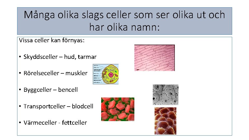 Många olika slags celler som ser olika ut och har olika namn: Vissa celler