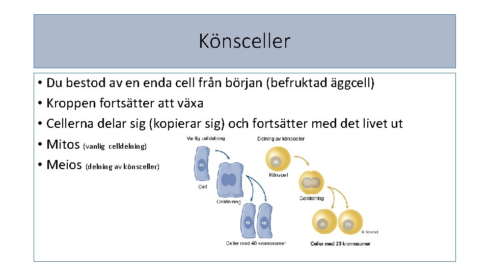 Könsceller • Du bestod av en enda cell från början (befruktad äggcell) • Kroppen