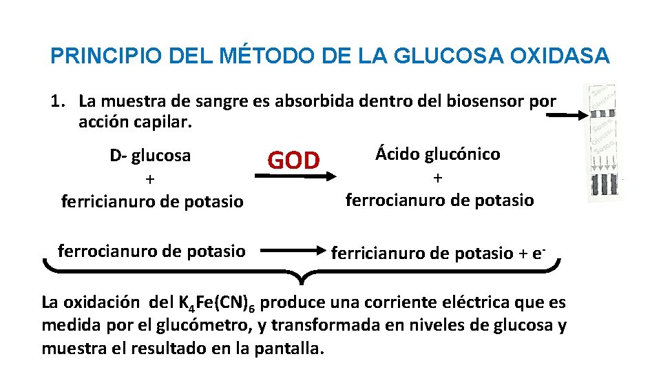 Metabolismo y Nutricin Tema III Metabolismo de los