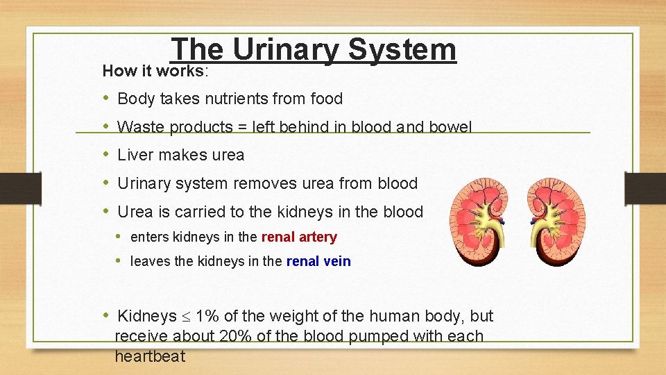 The Urinary System How it works: • • • Body takes nutrients from food