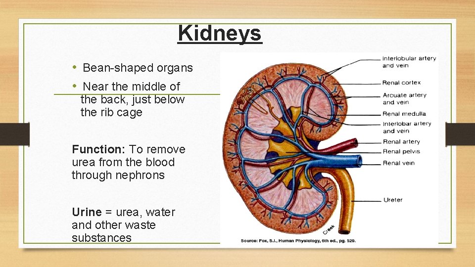 Kidneys • Bean-shaped organs • Near the middle of the back, just below the