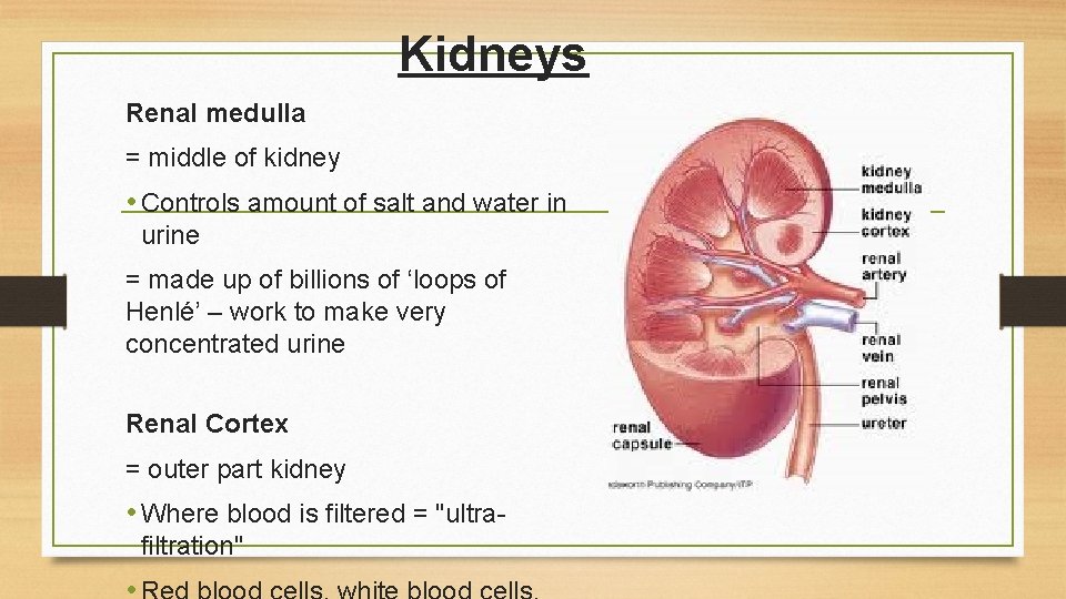 Kidneys Renal medulla = middle of kidney • Controls amount of salt and water
