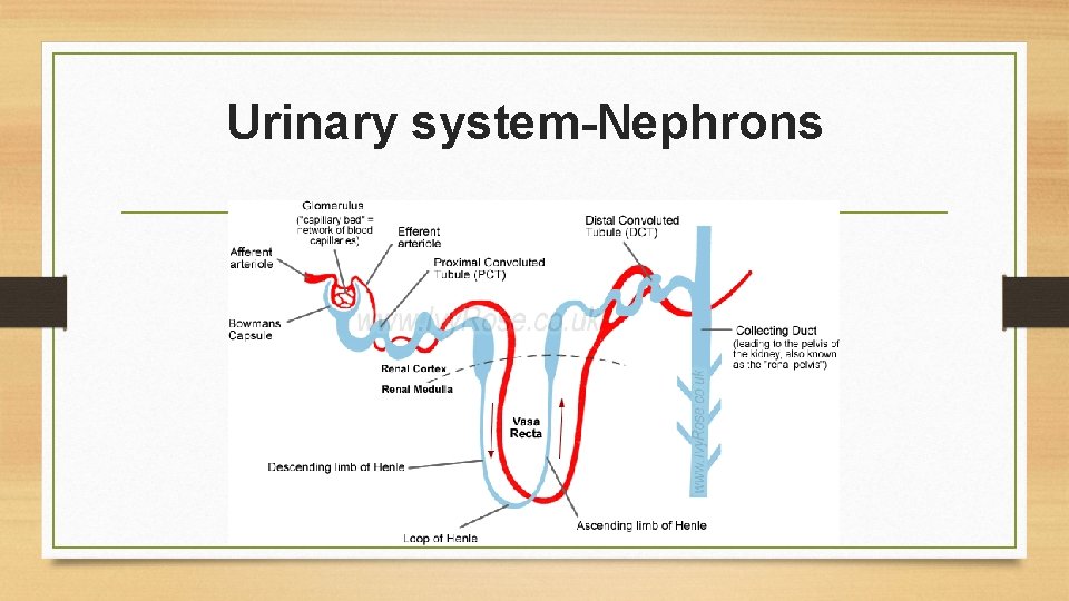Urinary system-Nephrons 