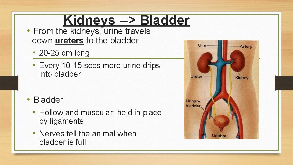 Kidneys --> Bladder • From the kidneys, urine travels down ureters to the bladder