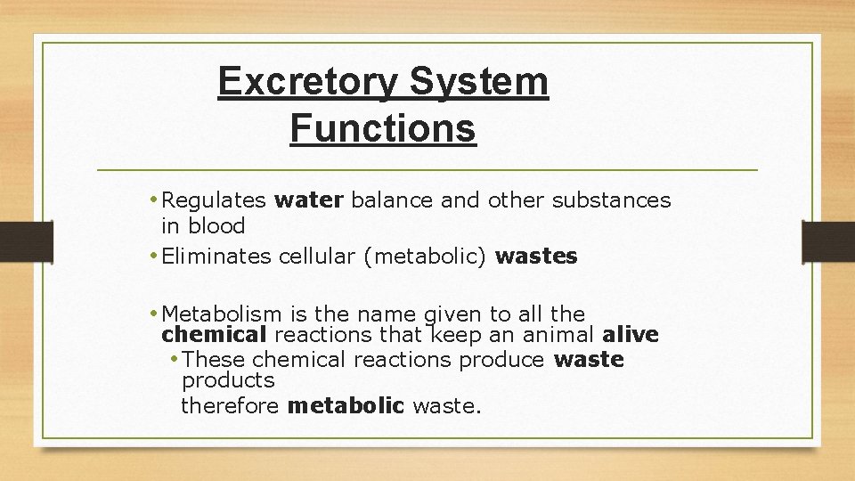 Excretory System Functions • Regulates water balance and other substances in blood • Eliminates
