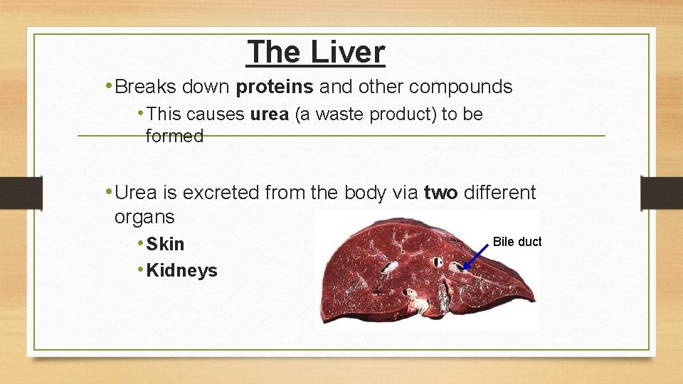 The Liver • Breaks down proteins and other compounds • This causes urea (a