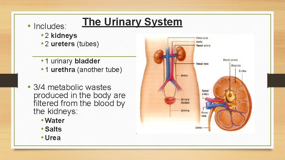  • Includes: The Urinary System • 2 kidneys • 2 ureters (tubes) •